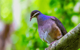 Kai Wulf Bridled quail-dove