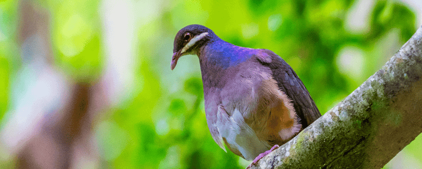 Bridled quail-dove