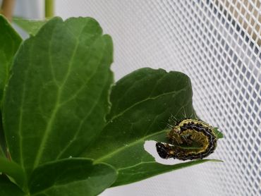 Etende rups van buxusmot op Pachysandra