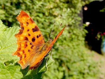 Mannetjes zitten vaak op de uitkijk op een punt met goed zicht op de omgeving