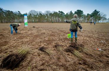 Aanplanten volgens plan