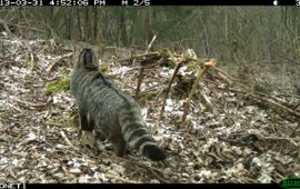 Wilde kat in Voeren