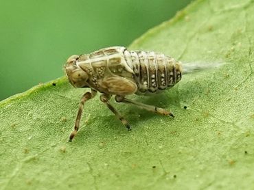 Larve van Issus coleoptratus met wasdraden