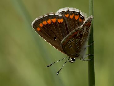 De bovenzijde van het bruin blauwtje is zowel bij mannetjes als bij vrouwtjes bruin