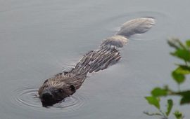 Goedele Verbeylen bever