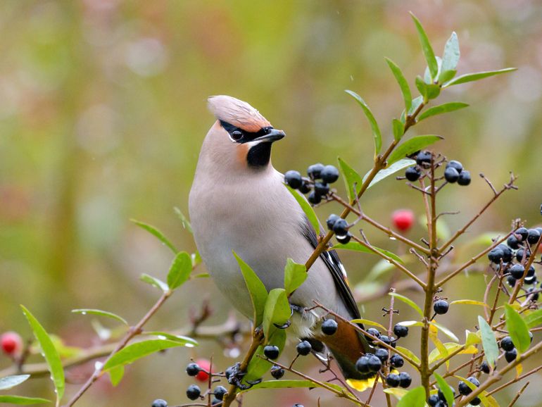 Pestvogel op ligusterhaag