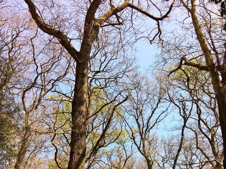 Eikenbomen met kaalvraat