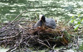 meerkoet op nest IVN