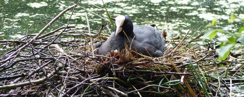 meerkoet op nest IVN