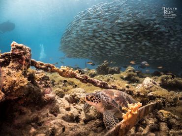 Dutch Caribbean reef