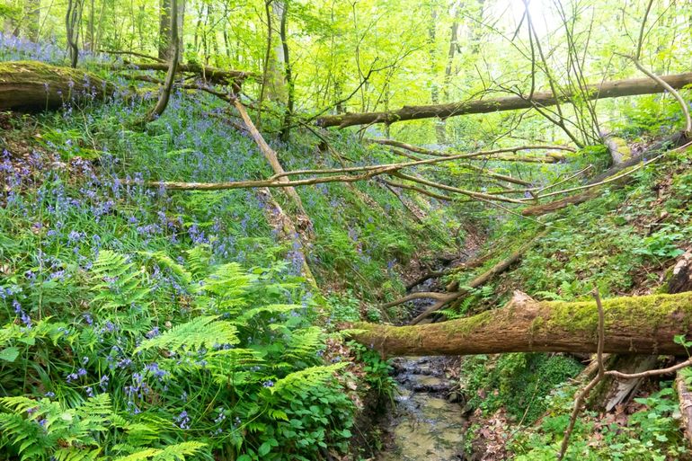 Een typische West-Europese vuursalamanderhabitat – uitermate geschikt voor de salamanderschimmel