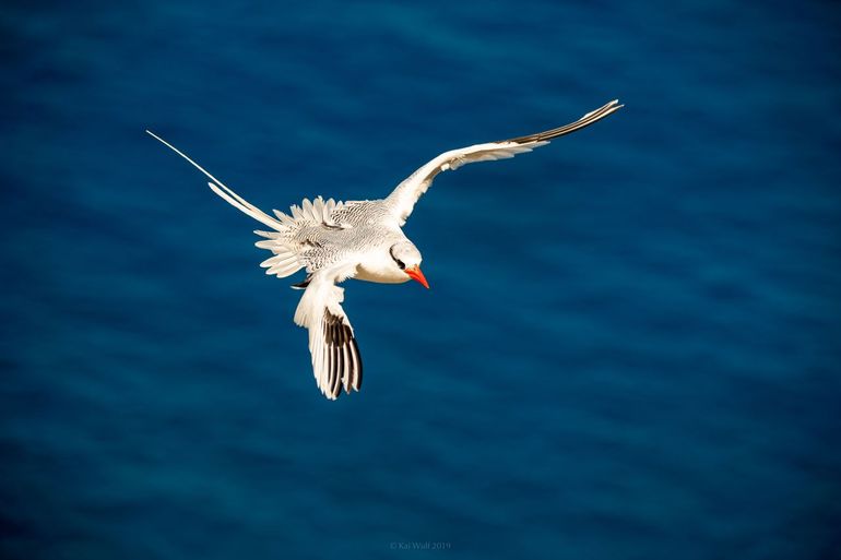 Red-billed tropicbird