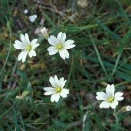 Arnold van Vliet Akkerhoornbloem - Bloei (foto: Natuurkalender Handleiding)