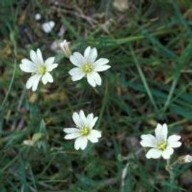 Akkerhoornbloem - Bloei (foto: Natuurkalender Handleiding)