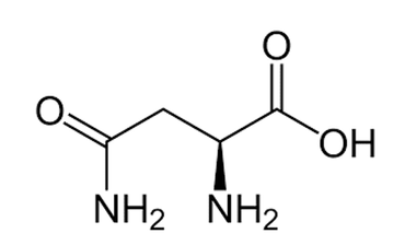 Asparagine