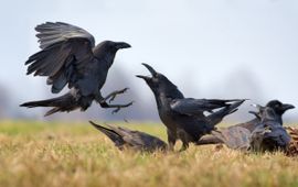 Raven op een kadaver EENMALIG GEBRUIK VIA ARK