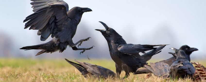 Raven op een kadaver EENMALIG GEBRUIK VIA ARK
