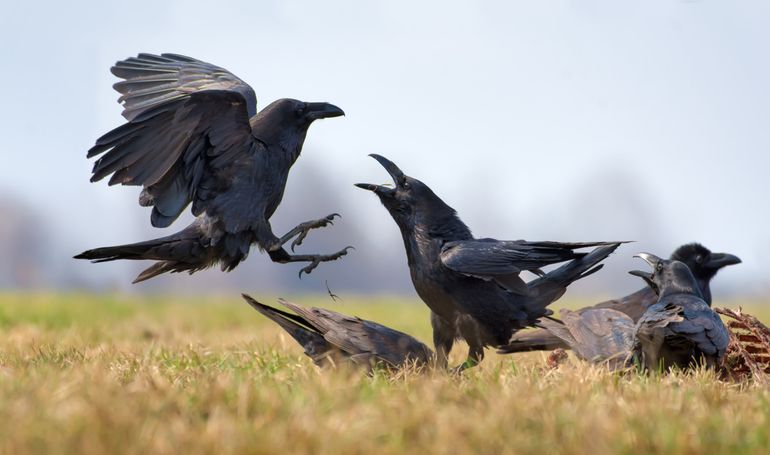 Raven op een kadaver