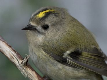 Waarnemingen van vogels, zoals deze goudhaan, zijn goed vertegenwoordigd in de NDFF