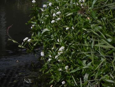 De invasieve exoot smalle theeplant (Gymnocoronis spilanthoides)