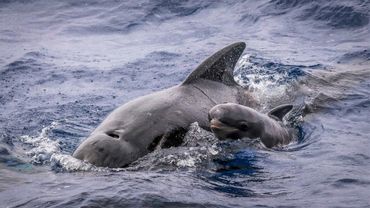 Een griendmoeder en -kalf zwemmen in de oceaan voor de Bremer Bay Canyon in West-Australië