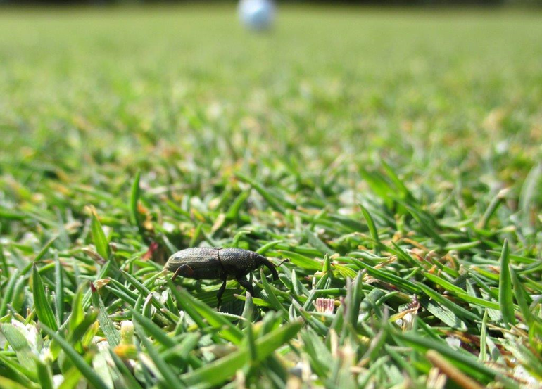 Grassprietkever op een golfbaan in Spanje
