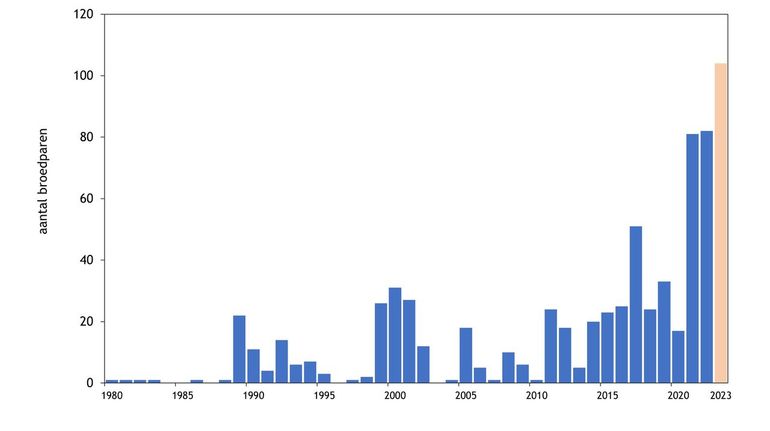 Aantal broedpaar van steltkluut per jaar in Nederland