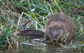Bever