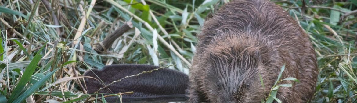 Bever