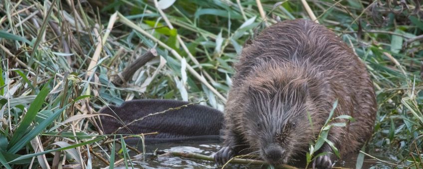 Bever