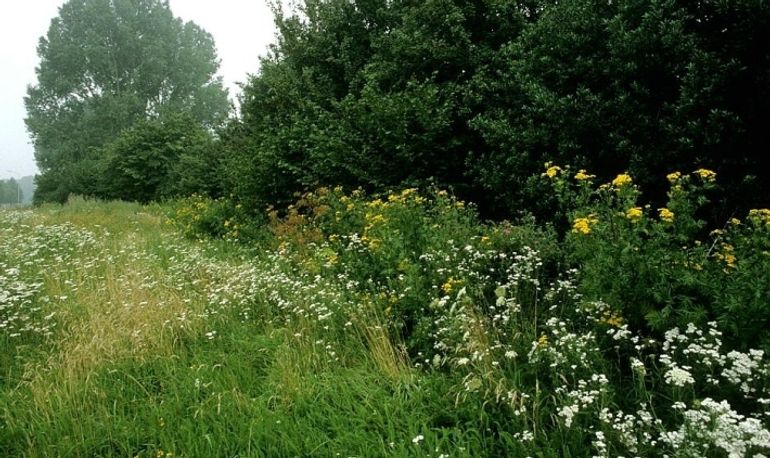 Zo is het beter: kruidenrijk gras met inhammen in het bosplantsoen