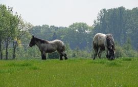Begrazing door paarden -  Son en Breugel - Natuurinclusieve landbouw