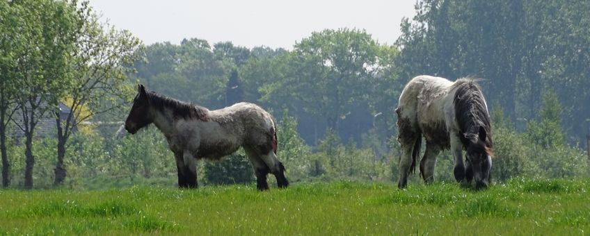 Begrazing door paarden -  Son en Breugel - Natuurinclusieve landbouw