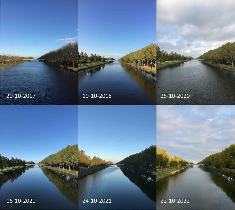 Stand van de herfstkleuring van populieren in Almere rond 20 oktober in de jaren 2017 tot en met 2022. In 2017 waren de bomen rond 20 oktober al kaal. 2020 was duidelijk later, de overige jaren lijken redelijk gelijk
