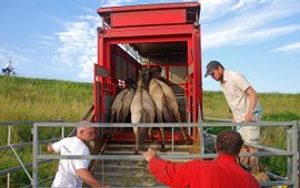 Koniks worden geladen in Ooijpolder.