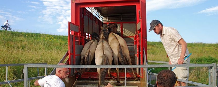 Koniks worden geladen in Ooijpolder.