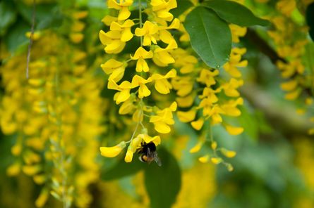 Hommel in gouden regen