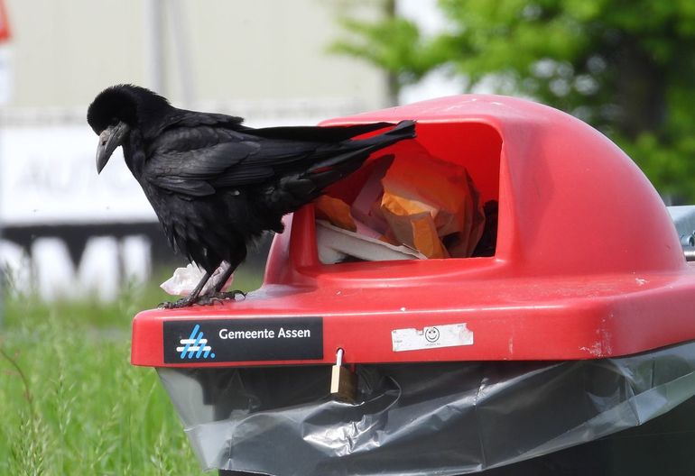 Roeken zoeken ook in de bebouwde kom naar voedsel