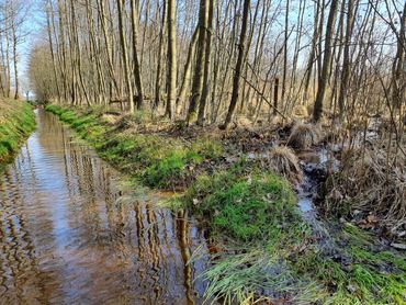 Grondwater dat over maaiveld naar de Vaartloop stroomde (wat nu is verhinderd door de aanleg van een dam)