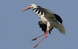 Martin Chick Ooievaar in vlucht