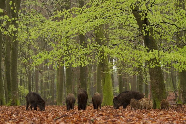 Een rotte wilde zwijnen bestaat tegenwoordig vaak uit meerdere zeugen, met jaarlingen en biggen