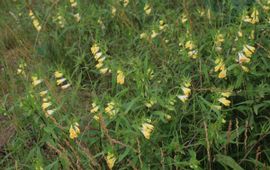 Melampyrum pratense, Hengel
