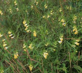Melampyrum pratense, Hengel