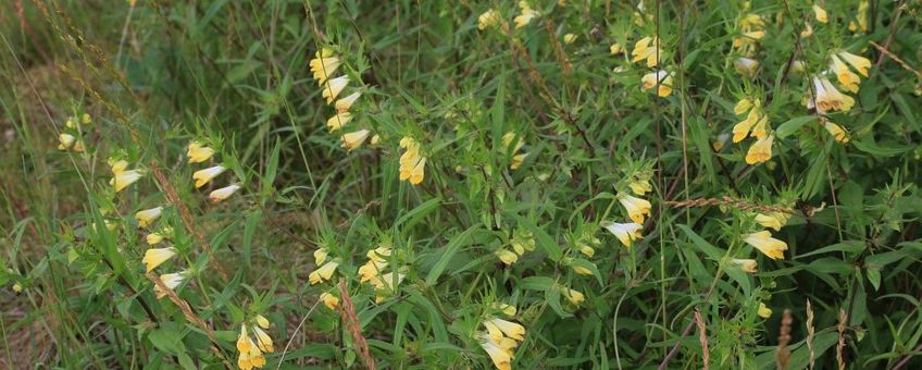 Melampyrum pratense, Hengel