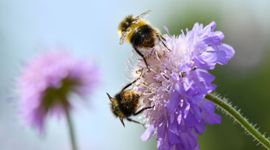 Insecten spelen een belangrijke rol in de bestuiving van bloemen. Een van de aspecten die tijdens de Week van de Biodiversiteit aan de orde komen.
