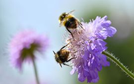 Didier Bourdon Insecten spelen een belangrijke rol in de bestuiving van bloemen. Een van de aspecten die tijdens de Week van de Biodiversiteit aan de orde komen.