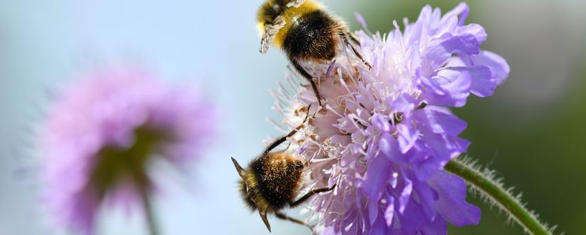 Insecten spelen een belangrijke rol in de bestuiving van bloemen. Een van de aspecten die tijdens de Week van de Biodiversiteit aan de orde komen.