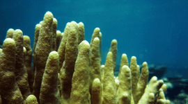 Finger coral (A. humilis).