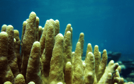 Finger coral (A. humilis).