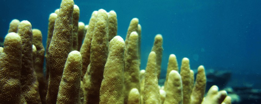 Finger coral (A. humilis).